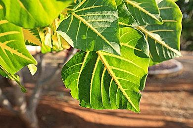 春节期间《碧海黑帆》开启不限量免费公测