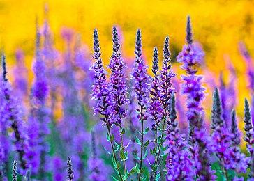 新怪谈题材生存游戏Once Human确认参展PGS，国产诡异走出国门！